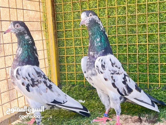 زوج حمام تيدي 128 ب35 ريال