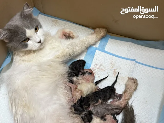 قطه مع عيالها للتبنني
