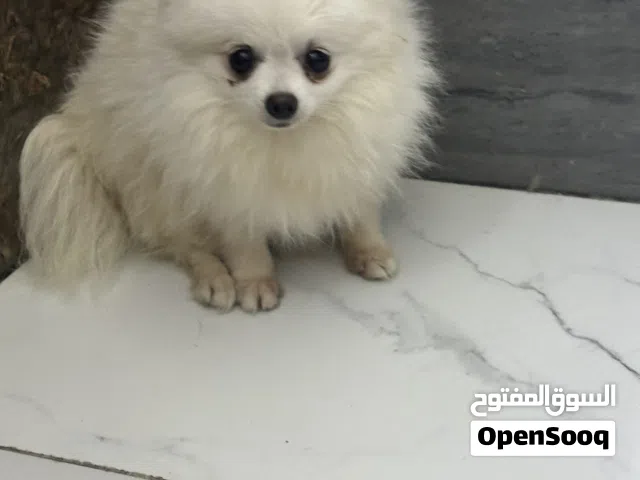 Teacup pomeranian