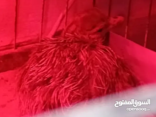 نعامه عمره يوم واحد