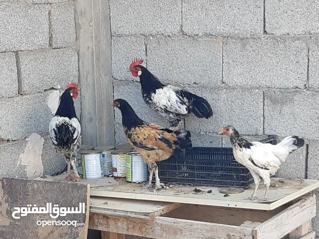 دجاج ملكي ودجاجتين عربيات