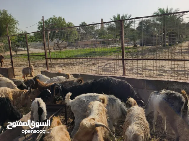 اغنام محلي بدبي الخوانيج