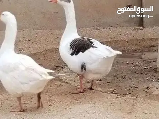 وز بلدي للبيع شغال نخب نخب صحة ونظافة