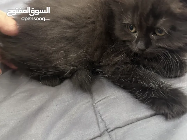 قطط من ام شيرازي واب سكوتش