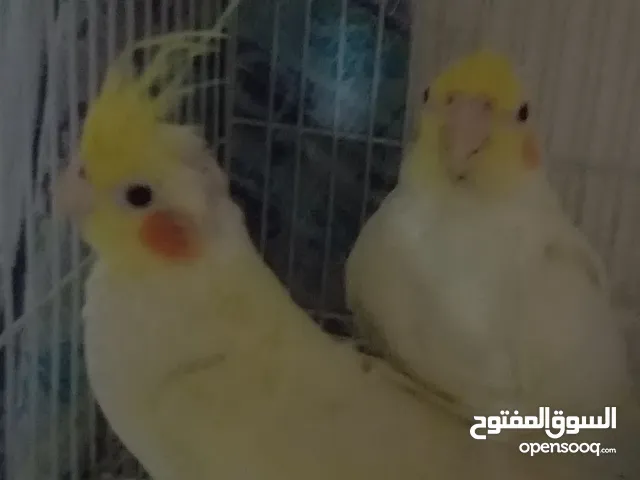 طيور كلوبسيط من نوع ممتاز وبثمن جد مناسب