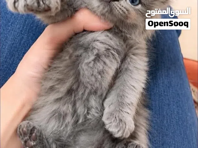 قطط بيرشن للبيع