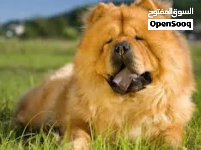 احسن و انظف كلاب by  خلود من مصر