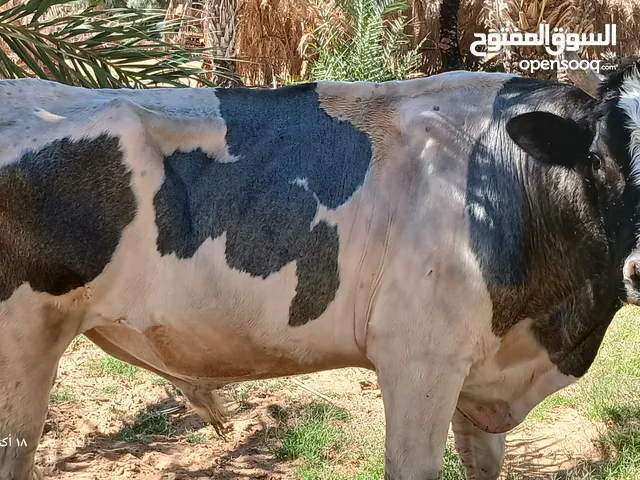 ثور فريزر للبيع