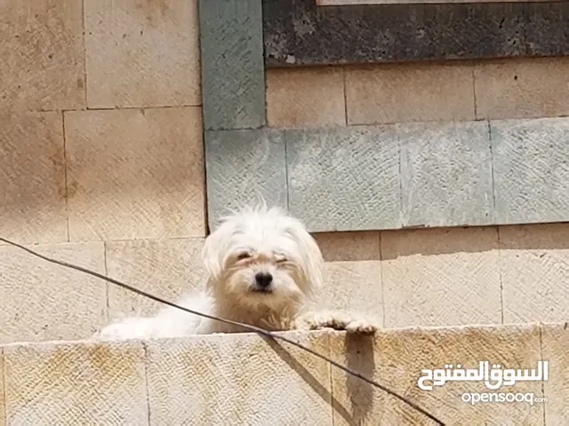 انتثي مالتيز اصل