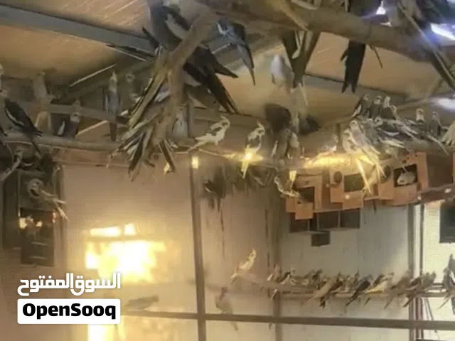 ازواج كوكتيل