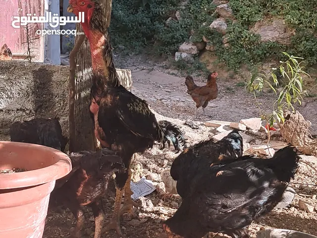 دجاج باكستاني الماني