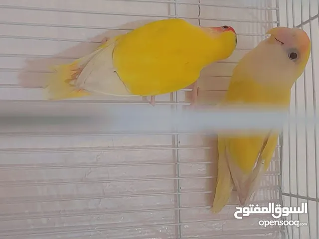 لبيع زوج روز و زوج كروان