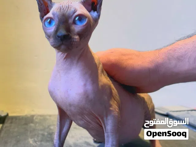 قط فرعوني canadian sphynx