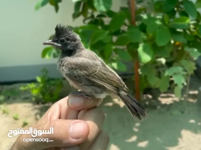 بلبول كشميري نهاية غر حجم وصحة ونظافة