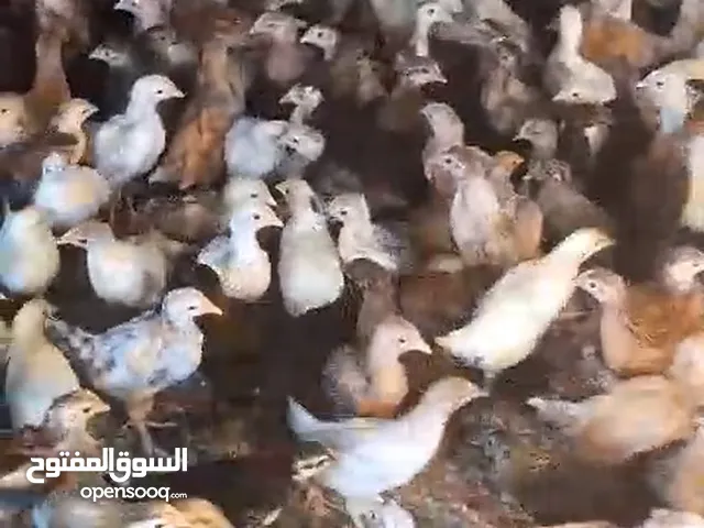 دجاج بلدي للبيع في عبري العراقي