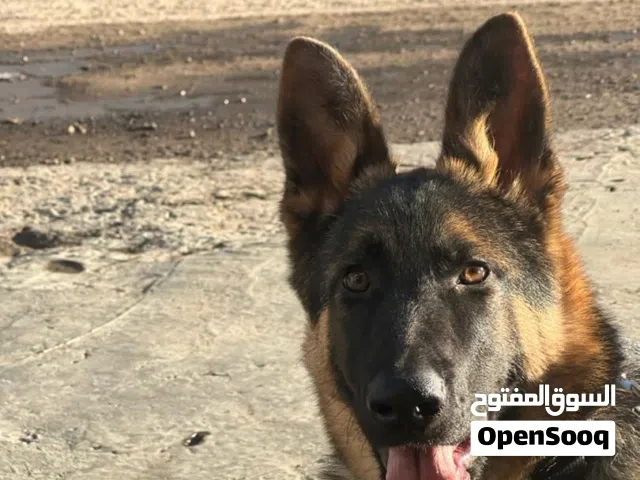 الراعي الالماني شورت هير بيور درجه اولى