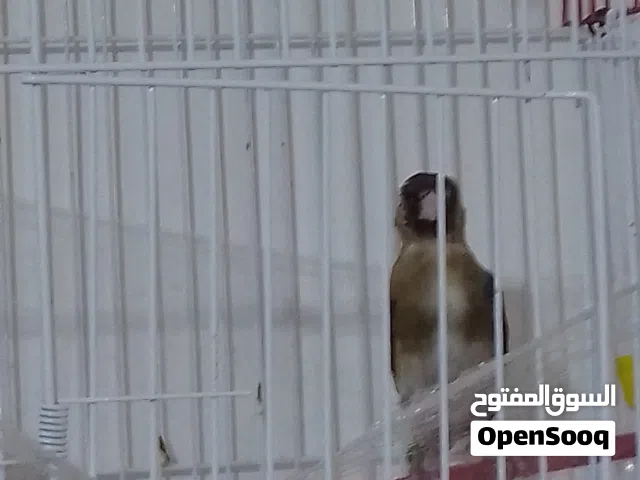 متاح فحل مسكر بصلاه ع النبي جالي جاهز