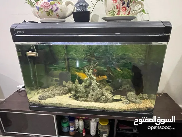 fish tank with some fishes