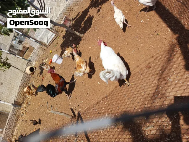 خمس جاجات بياضات وديك