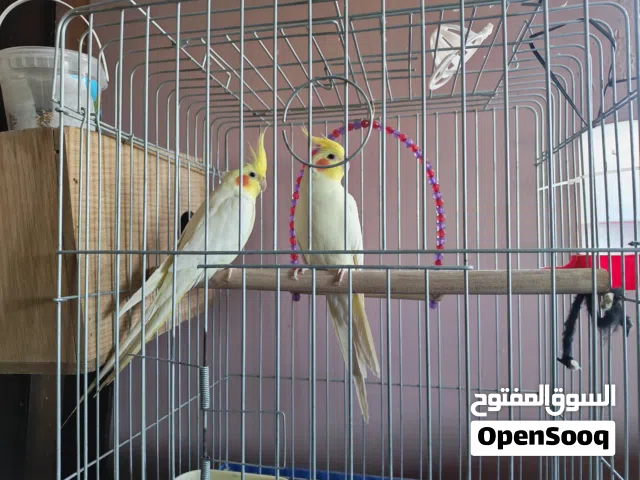 جوز كوكتيل لاتينو للبيع