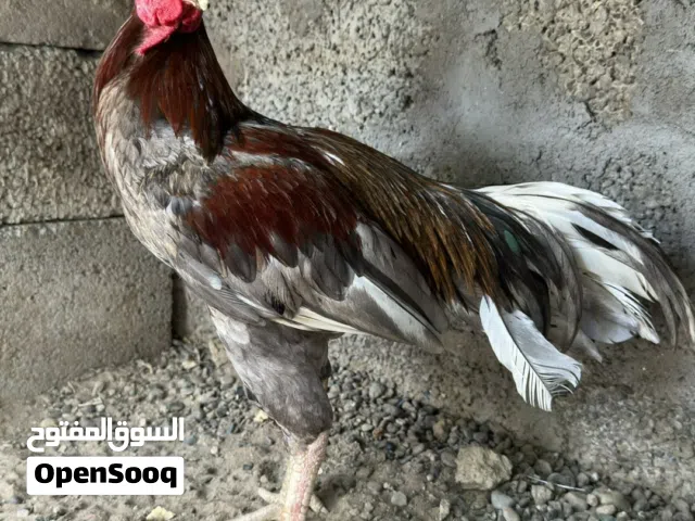 ديك ميوالي زيرو