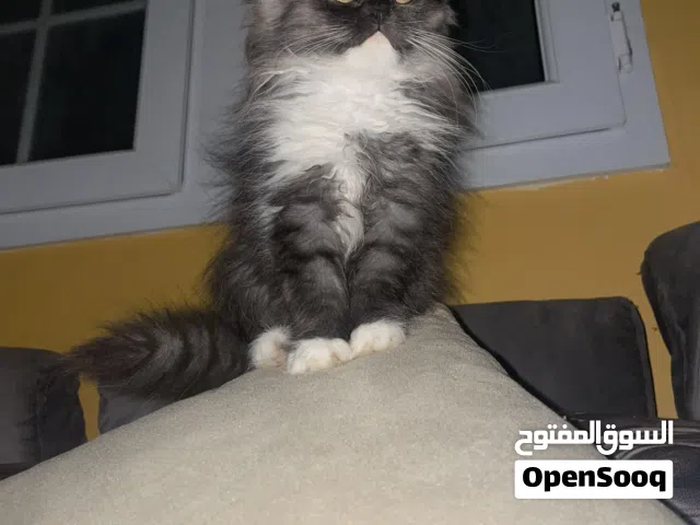 تلاته قطط هملاي للبيع العمر 3 اشهر