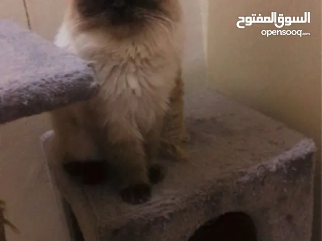 قطوتن للبيع
