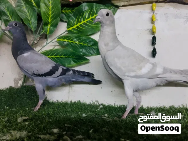 فرخين نفاخات قلام جاهزات للجرد