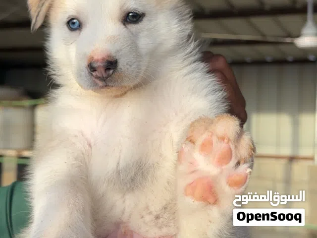 هاسكي سيبيري