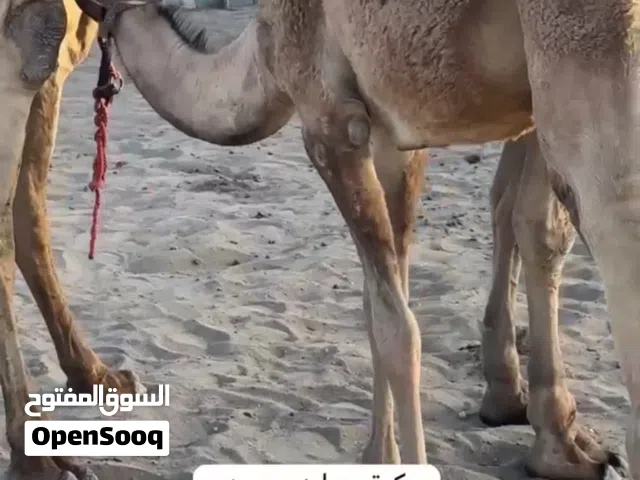 بكره محليه سمين