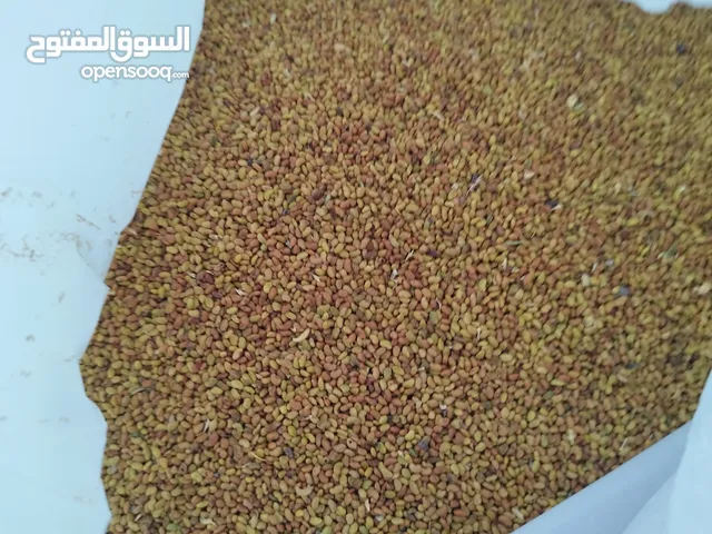 بذر قت عماني مضمون للبيع