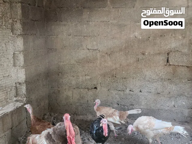ديك رومي للبيع