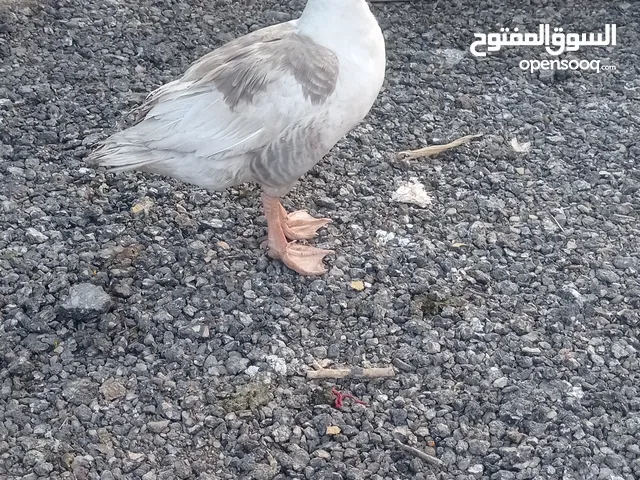 موجود جوز وز للبيع