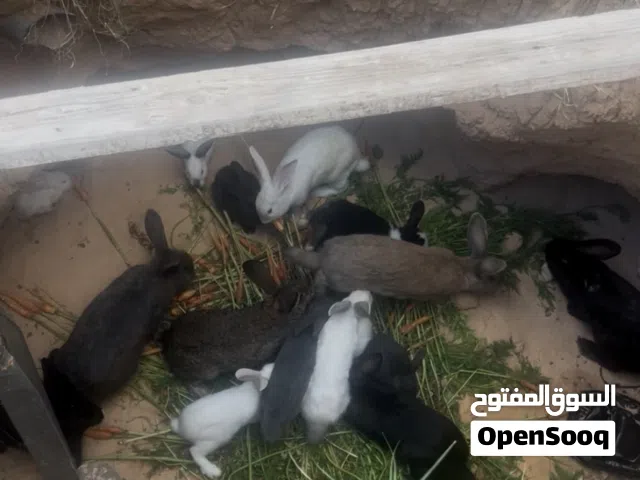 ارانب للبيع.