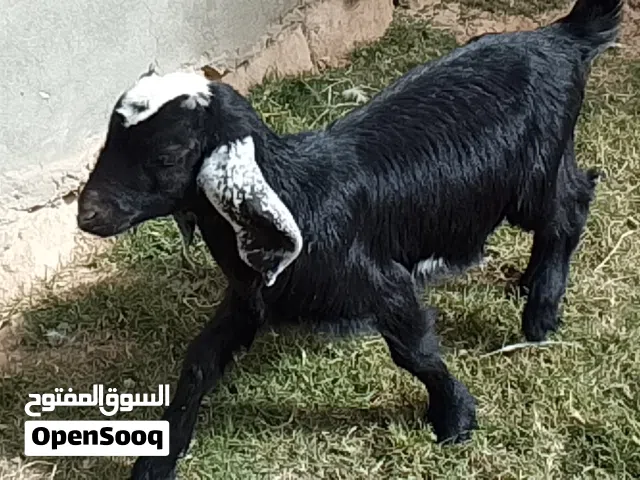 جدي هجين العمر شهرين  ناشط وياكل اموره تمام