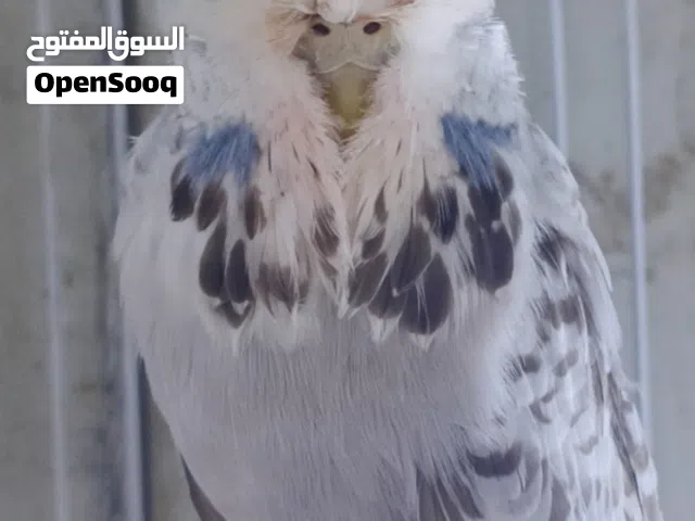 زوج نكليزي شوف الوصف قبل لا تراسلني فدوه
