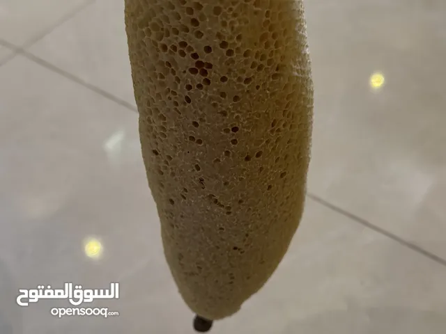 خليه عسل نحل