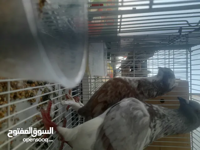 حمام للبيع منوع