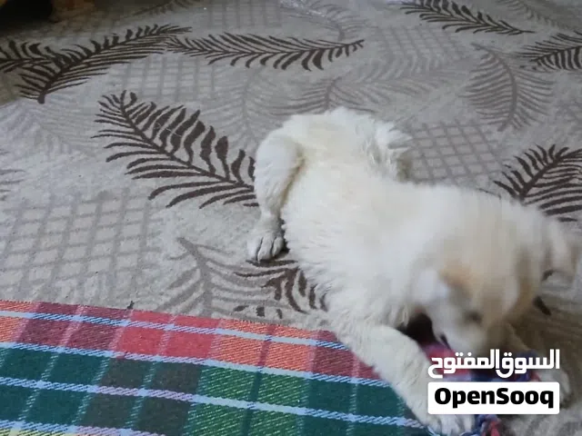 كلب للبيع كلب الراعي اللماني