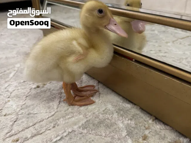 2 weeks old duck