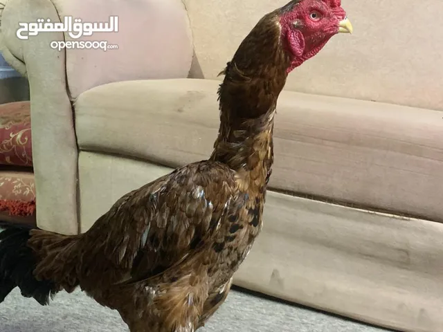 طير باكستاني للبيع