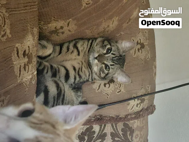 قط رومي للتبني