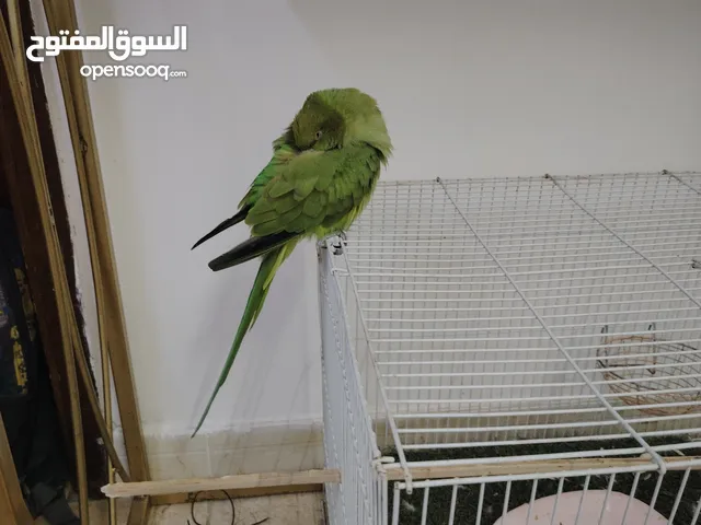 متوه للبيع