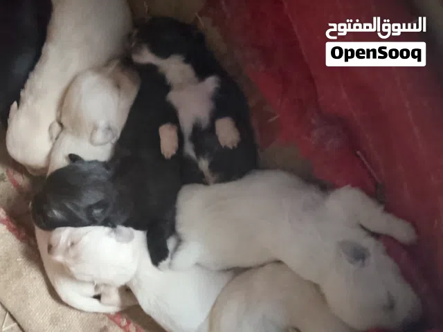 كلبه لولو فوكس منتجه معها 7 جرواءه