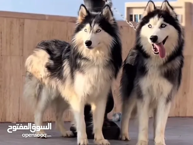 زوز ذكورها هاسكي اقرا الوصف