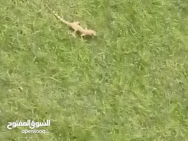 احتاج تبديل طيور ((طير الدره نظيف+صحتة ممتازه)) الجاد يكلمني خاص وايذا كان عندك توصيل قولي