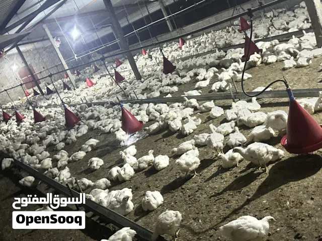 دجاج عمر 45 كبير للبيع