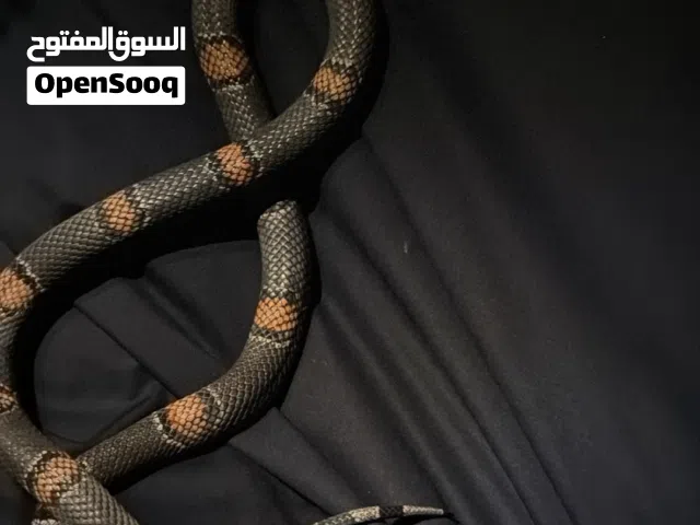 King snake urgent sell