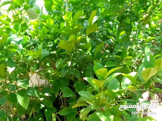 شجر ليمون وشماسي