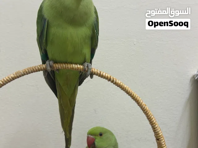 Green parrot